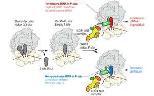 Science:转移RNA调节信使RNA的降解