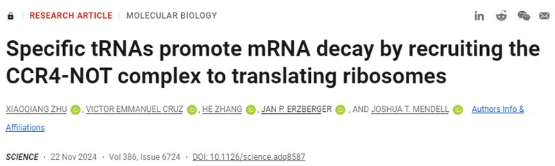 特异性tRNA通过募集CCR4-NOT复合物翻译核糖体来促进mRNA衰变 特异性tRNA通过募集CCR4-NOT复合物翻译核糖体来促进mRNA衰变