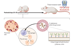 Science:婴儿时期接触抗生素可能会增加患1型糖尿病的风险