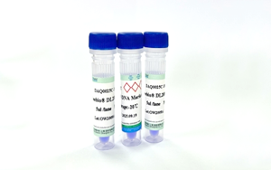 蛋白Marker与DNA Ladder：电泳实验精准参照的黄金标尺