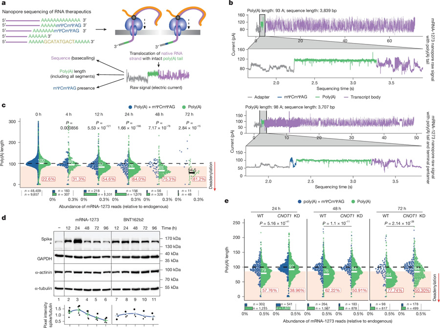 mRNA-1273的DRS揭示了模型细胞系中CCR4-NOT介导的poly（A）尾部动力学