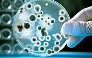 检测细胞培养物中微生物污染的新方法