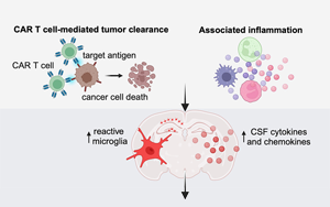 《Cell》困扰科学家的未解之谜：为什么免疫系统导致大脑认知障碍？