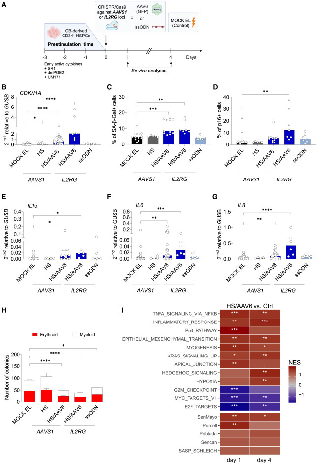 CRISPR-Cas9/AAV6介导的人类造血干细胞和祖细胞(HSPCs)基因编辑会触发细胞衰老与炎症反应通路激活 CRISPR-Cas9/AAV6介导的人类造血干细胞和祖细胞(HSPCs)基因编辑会触发细胞衰老与炎症反应通路激活