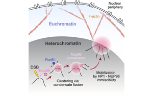Molecular Cell:DNA修复系统中的“隐藏玩家”——Nup98 Molecular Cell:DNA修复系统中的“隐藏玩家”——Nup98