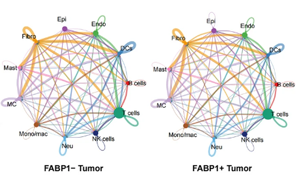 单细胞多组学揭示FABP1+ 肾细胞癌通过脂肪酸重编程激活PLG-PLAT轴驱动肿瘤血管生成
