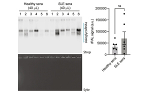 RNA N-糖基化通过免疫逃逸和稳态胞葬作用维持免疫平衡的分子机制