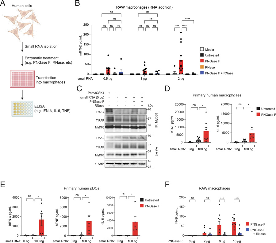 N-聚糖屏蔽小RNA,使其免受先天免疫识别 N-聚糖屏蔽小RNA,使其免受先天免疫识别