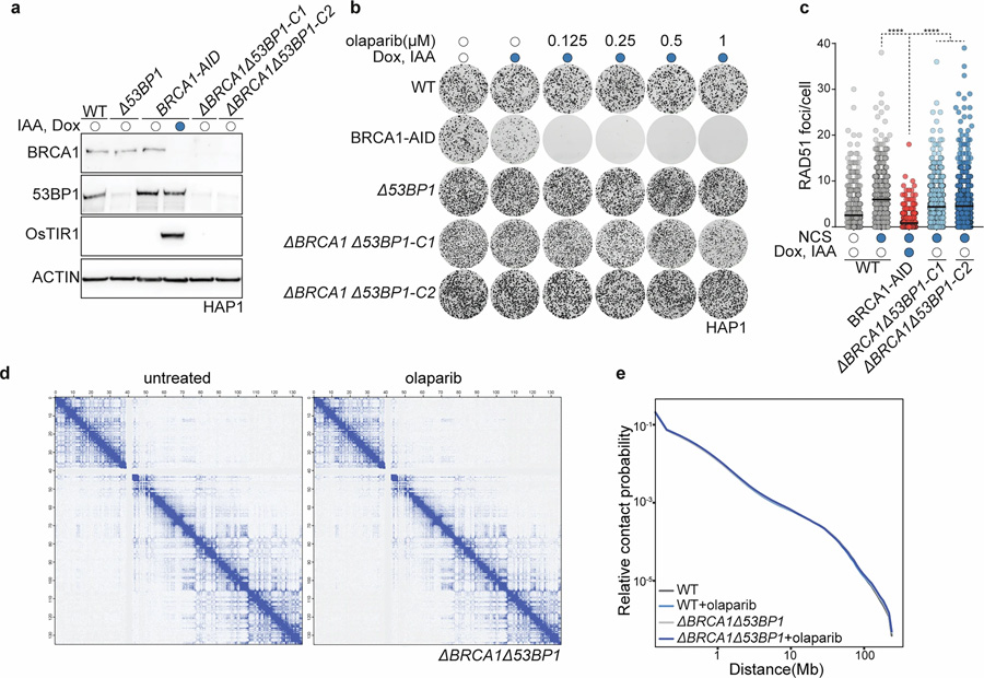 HAP1 delta-BRCA1delta-53BP1细胞具有PARP抑制剂耐药性，且PARPi处理不改变整体染色质构象
