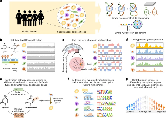 本研究采用 snm3C-seq 和 snRNA-seq 技术，在人类皮下脂肪组织（SAT）中对细胞类型水平的 DNA 甲基化、染色质构象及基因表达进行表征，并解析腹部肥胖的遗传风险