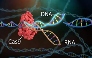 Nature最新研究推翻了关于CRISPR Cas9的一个普遍假设：Cas9的惊人作用
