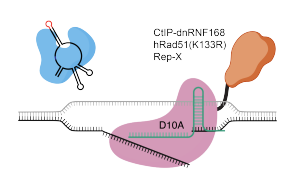 Nature Biotechnology：新的基因编辑技术可以治疗复杂的遗传疾病