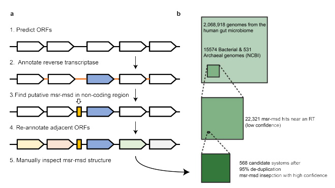 生物信息学逆转录子发现流程概述 生物信息学逆转录子发现流程概述