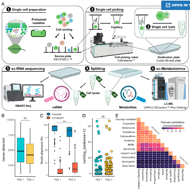 单个植物原生质体的多重分析 单个植物原生质体的多重分析