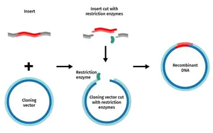 重组工具酶：驱动生物分析与制药研发的关键力量