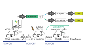 单基因座表观遗传编辑调控记忆表达：Arc启动子的细胞特异性表观遗传编辑机制研究