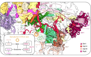 Nature：AI助力！首次捕捉到核糖体形成的全过程