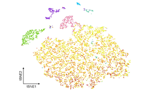 炎症相关小胶质细胞通过TNF信号轴破坏海马胶质网络通讯驱动术后神经认知障碍