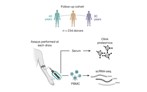 Nature：随着年龄增长，免疫细胞如何发生变化？
