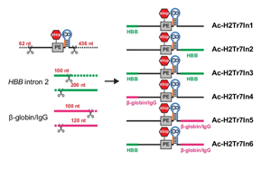 Nature Methods：一种用于控制基因活性的多功能工具