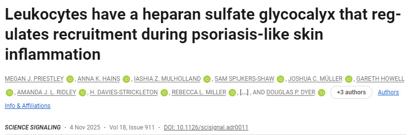白细胞表面存在一种硫酸乙酰肝素糖萼,可在银屑病样皮肤炎症中调控其募集过程 白细胞表面存在一种硫酸乙酰肝素糖萼,可在银屑病样皮肤炎症中调控其募集过程