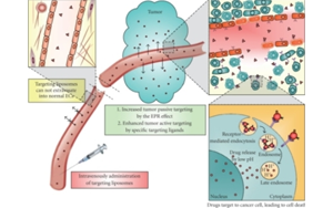 驱动多肽疗法进化：新修饰、偶联技术与多平台的融合创新