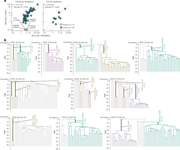 追溯长效造血干细胞克隆的起源 追溯长效造血干细胞克隆的起源