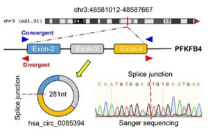 缺氧诱导环状RNA编码蛋白cPFKFB4通过调控PKM2剪接促进胰腺癌代谢重编程的新机制