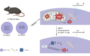 肥胖会改变脂肪组织中CD8+ T细胞的铁代谢机制，从而加剧代谢性炎症