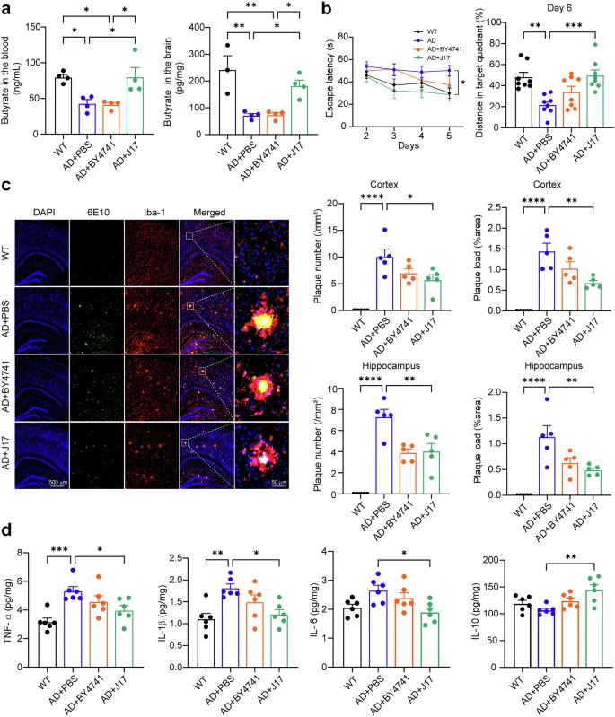 工程化产丁酸酵母（J17）可纠正丁酸缺乏，并改善APP23/PS45小鼠的阿尔茨海默症相关表型