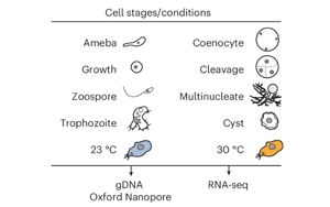 腺嘌呤DNA甲基化在转录许可染色质中的广泛存在揭示真核生物表观遗传进化新机制