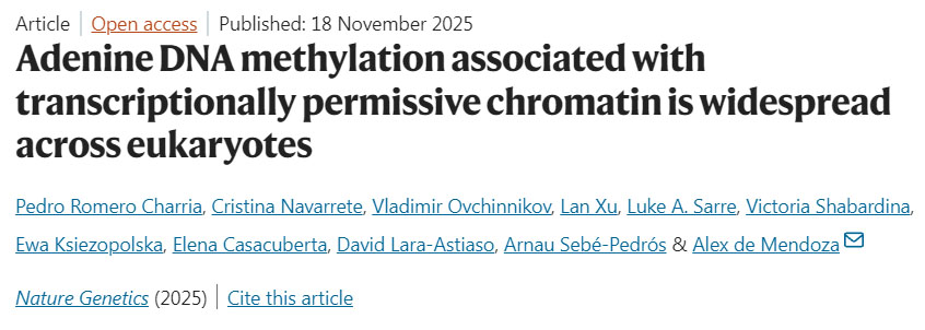 肥胖重塑脂肪组织中CD8+ T细胞的铁代谢以加剧代谢性炎症