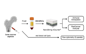 在白血病发生之前，慢性炎症重塑了骨髓微环境