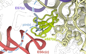 在发生碰撞的核糖体上激活ZAK蛋白