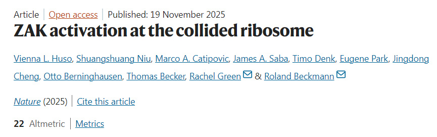 在碰撞核糖体处引发的ZAK激活 在碰撞核糖体处引发的ZAK激活