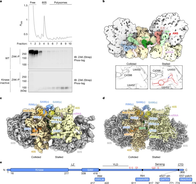 ZAKα蛋白结合碰撞二聚体核糖体的冷冻电镜结构 ZAKα蛋白结合碰撞二聚体核糖体的冷冻电镜结构