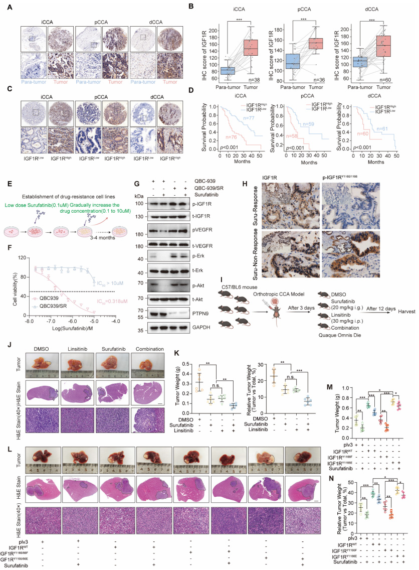 PTPN9-IGF1R介导TKI耐药在胆管癌中的作用