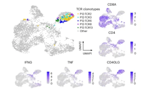 靶向DNAJ-PKAc融合蛋白的肽疫苗联合免疫检查点抑制剂治疗纤维板层型肝癌的Ⅰ期临床试验研究