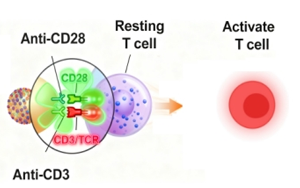 免疫细胞激活产品全览：T细胞、NK细胞与DC细胞