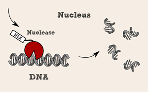 全能核酸酶，生物制品纯化中的隐形卫士