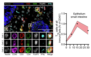 组织适应性Treg细胞通过整合炎症信号（IFN-γ/IL-10）激活mTORC1/Myc通路促进治疗相关肠道损伤修复的新机制