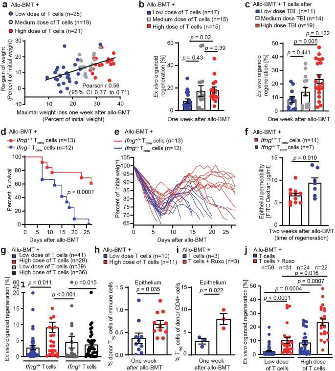 肠道组织的过度损伤与修复再生通过IFNγ和调节性T细胞形成双向关联