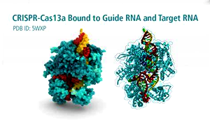 RNA切割用重组CRISPR-Cas13a蛋白