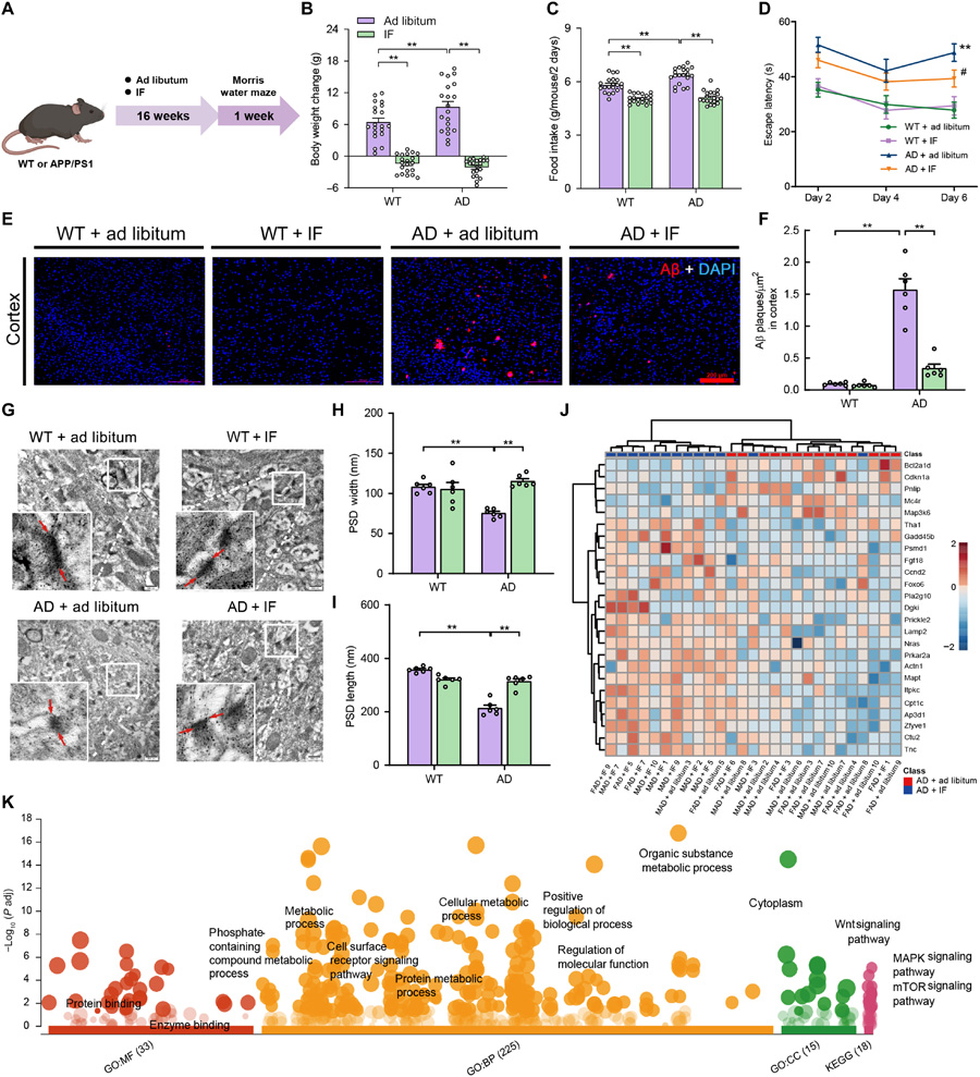 间歇性禁食减轻阿尔茨海默病模型小鼠的认知障碍、减少β淀粉样蛋白沉积，并保护其突触超微结构