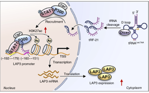 tRF-21LeuTAA 通过改变谷胱甘肽代谢酶来促进氧化应激，从而支持前列腺癌的进展 开放获取