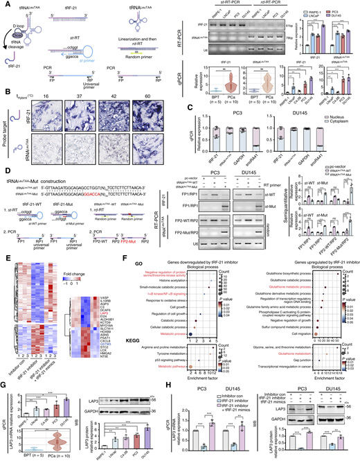 前列腺癌中tRNALeuTAA来源的小RNA tRF-21的鉴定、表征及其靶基因研究
