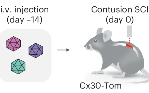 Nature子刊：脊髓损伤后神经系统如何启动修复机制？