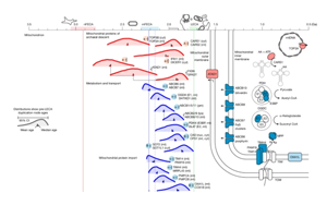 追溯基因复制时间揭示真核生物起源的演化蓝图