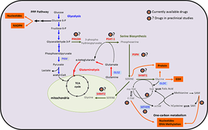 糖酵解来源的丝氨酸代谢受损是衰老相关足细胞损伤的关键驱动因素