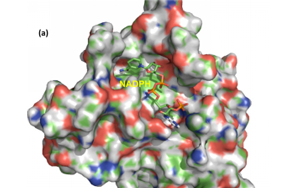 一文读懂分选酶从科研工具到产业应用